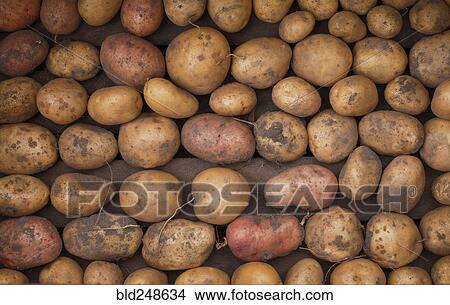 Picture - Potatoes in box. Fotosearch