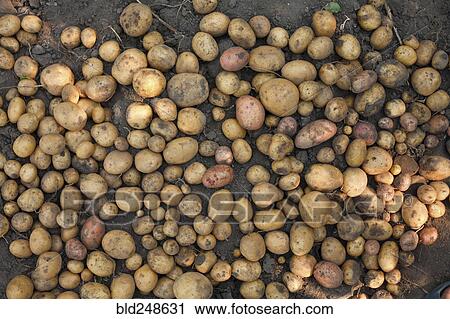 Stock Image - Potatoes in dirt. Fotosearch