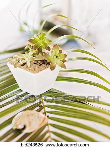 Stock Photograph - Potted plant and seashell on leaf. Fotosearch