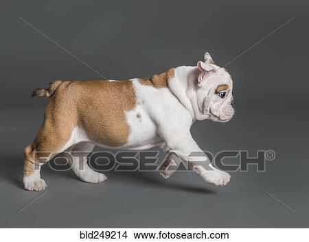 Puppy walking View Large Photo Image Picture - Puppy walking. Fotosearch