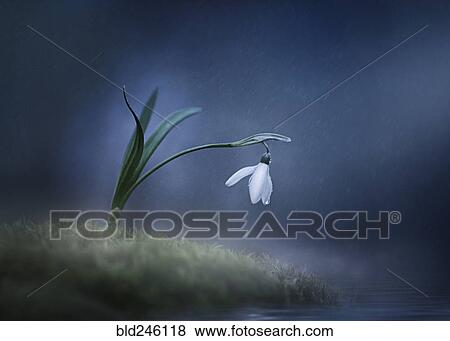 Rain on flower in moss View Large Photo Image Stock Photo - Rain on flower in moss. Fotosearch
