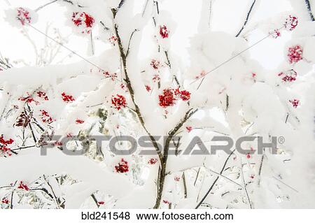 Red berries on snow covered branches View Large Photo Image Stock Photo - Red berries on snow covered branches. Fotosearch