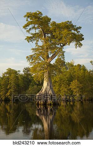 Stock Image - Reflection of expansive tree roots in river. Fotosearch