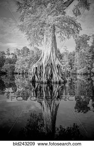 Stock Photo - Reflection of expansive tree roots in river. Fotosearch