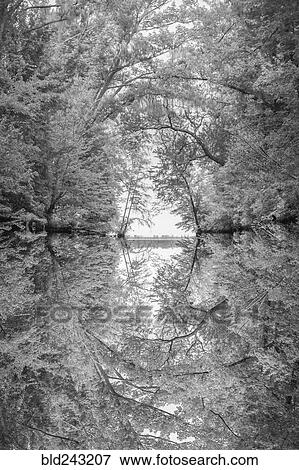 Reflection of tree branches in river View Large Photo Image Stock Photo - Reflection of tree branches in river. Fotosearch