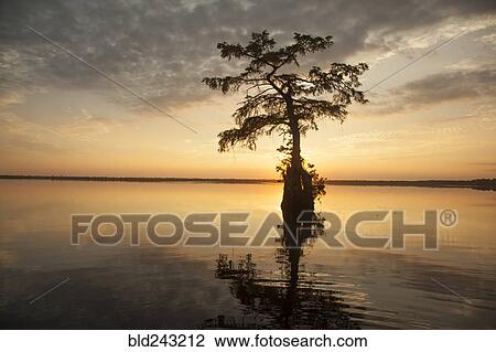 Reflection of tree in river at sunset View Large Photo Image Stock Image - Reflection of tree in river at sunset. Fotosearch