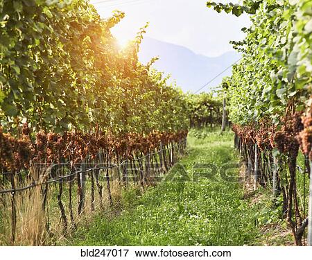 Stock Photo - Row in vineyard. Fotosearch
