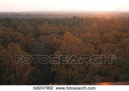 Scenic view of forest in autumn View Large Photo Image Stock Image - Scenic view of forest in autumn. Fotosearch