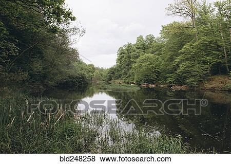 Scenic view of trees near river View Large Photo Image Stock Photo - Scenic view of trees near river. Fotosearch