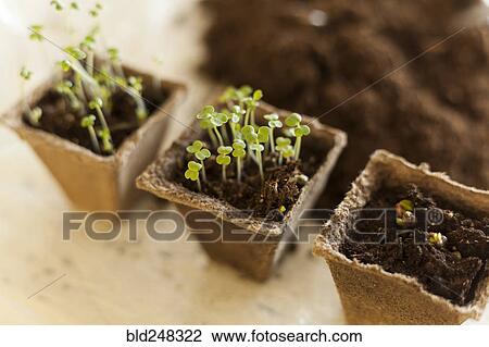 Seedlings in soil View Large Photo Image Stock Image - Seedlings in soil. Fotosearch