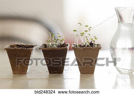 Seedlings near vase of water View Large Photo Image Picture - Seedlings near vase of water. Fotosearch
