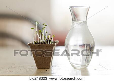 Seedlings near vase of water View Large Photo Image Stock Image - Seedlings near vase of water. Fotosearch