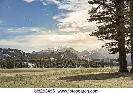 Shadow of tree in mountain landscape View Large Photo Image Stock Photograph - Shadow of tree in mountain landscape. Fotosearch