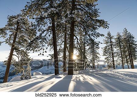 Shadows of trees in snow on mountain View Large Photo Image Stock Photography - Shadows of trees in snow on mountain. Fotosearch