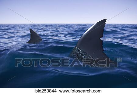 Picture - Sharks circling in ocean. Fotosearch