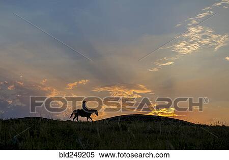 Stock Photography - Silhouette of Caucasian woman riding horse at sunset. Fotosearch