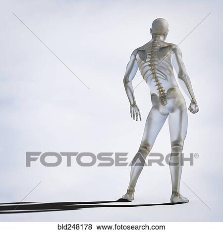 Stock Photo - Skeleton inside transparent man. Fotosearch