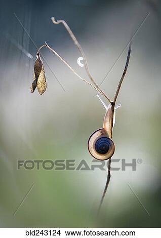 Slug climbing on stick View Large Photo Image Picture - Slug climbing on stick. Fotosearch