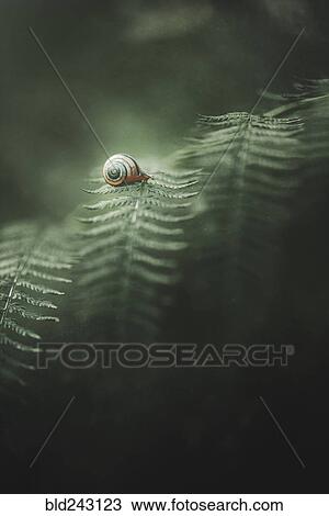 Snail crawling on leaf View Large Photo Image Stock Image - Snail crawling on leaf. Fotosearch