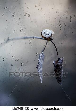 Snail crawling on twig in rain View Large Photo Image Stock Photo - Snail crawling on twig in rain. Fotosearch