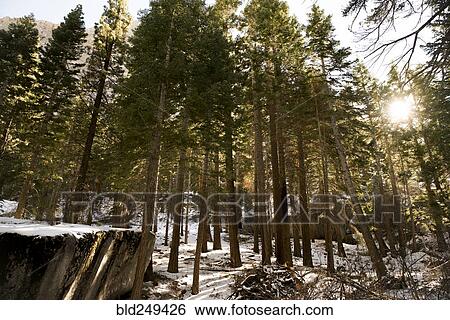 Stock Photograph - Snow in sunny forest. Fotosearch