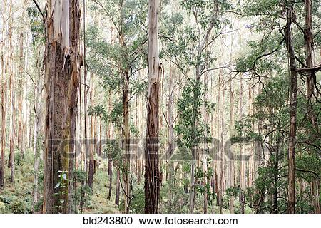 Straight trees in dense forest View Large Photo Image Stock Image - Straight trees in dense forest. Fotosearch