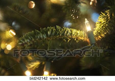 String lights on Christmas tree View Large Photo Image Stock Image - String lights on Christmas tree. Fotosearch