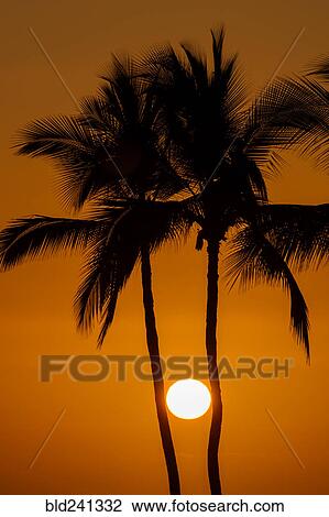 Stock Image - Sun between silhouette of palm trees. Fotosearch