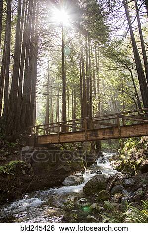 Sunbeams on bridge over forest stream View Large Photo Image Stock Photograph - Sunbeams on bridge over forest stream. Fotosearch