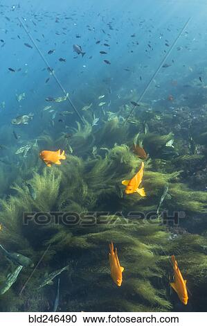 Sunbeams on fish swimming in ocean View Large Photo Image Stock Image - Sunbeams on fish swimming in ocean. Fotosearch