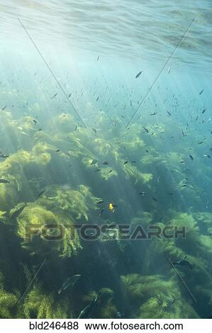 Stock Photo - Sunbeams on fish swimming in ocean. Fotosearch
