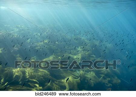 Sunbeams on fish swimming in ocean View Large Photo Image Stock Photo - Sunbeams on fish swimming in ocean. Fotosearch