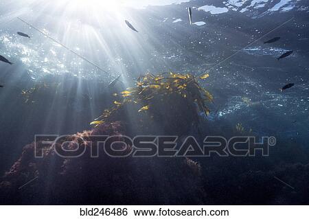 Sunbeams on fish swimming in ocean View Large Photo Image Stock Photograph - Sunbeams on fish swimming in ocean. Fotosearch