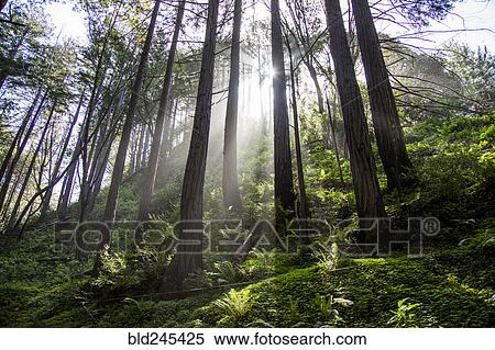 Stock Photography - Sunbeams on forest trees. Fotosearch