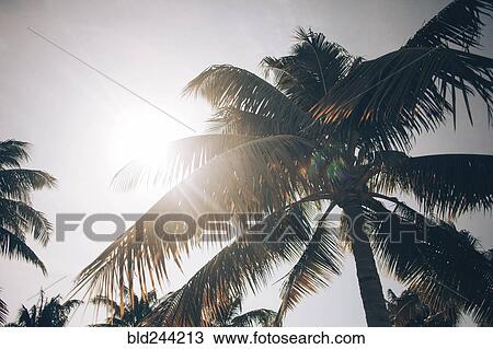 Sunbeams on palm tree View Large Photo Image Stock Image - Sunbeams on palm tree. Fotosearch