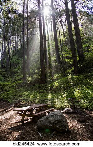 Picture - Sunbeams on picnic table in park. Fotosearch