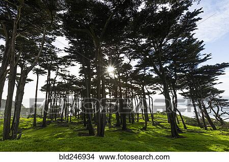 Sunbeams through trees near ocean View Large Photo Image Picture - Sunbeams through trees near ocean. Fotosearch