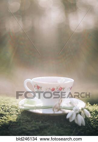 Sunshine on teacup and flower on moss View Large Photo Image Picture - Sunshine on teacup and flower on moss. Fotosearch
