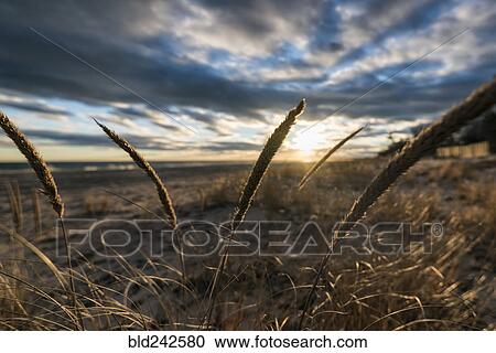 Tall grass on beach at sunset View Large Photo Image Stock Image - Tall grass on beach at sunset. Fotosearch