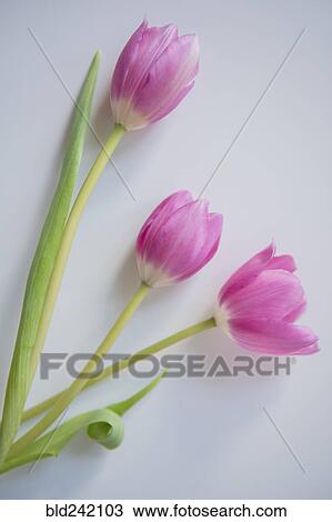 Stock Image - Three pink tulips. Fotosearch