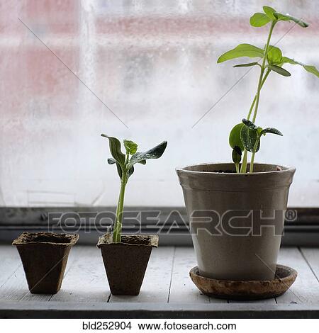 Picture - Three potted plants in order of growth on windowsill. Fotosearch