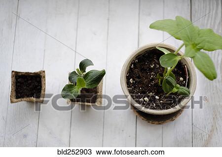 Three potted plants in order of growth View Large Photo Image Stock Image - Three potted plants in order of growth. Fotosearch