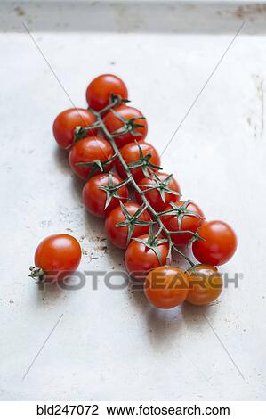 Tomatoes on vine View Large Photo Image Stock Image - Tomatoes on vine. Fotosearch