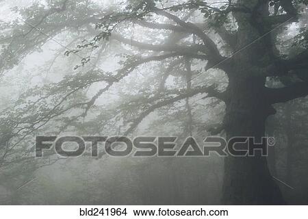 Picture - Tree in foggy forest. Fotosearch