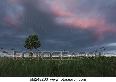 Stock Image - Tree in the grass under dramatic sky. Fotosearch
