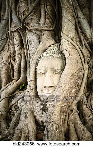 Stock Photograph - Tree roots surrounding face of Buddha statue. Fotosearch