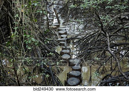 Tree stump path in mangrove View Large Photo Image Stock Image - Tree stump path in mangrove. Fotosearch