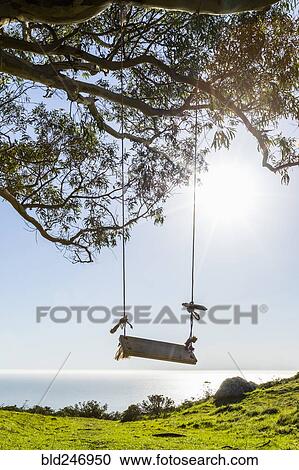 Tree swing near ocean View Large Photo Image Stock Image - Tree swing near ocean. Fotosearch