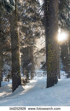 Stock Photograph - Trees in sunny winter forest. Fotosearch