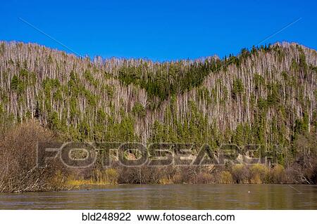 Trees near river View Large Photo Image Stock Image - Trees near river. Fotosearch